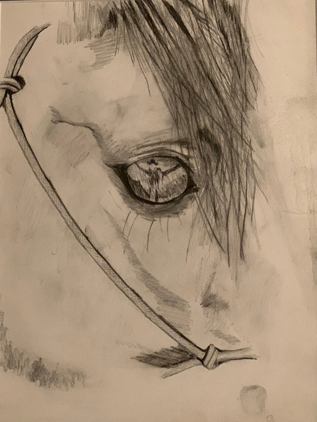 Maddy Lou Designs " In the eye of a Horse" Pencil Drawing
