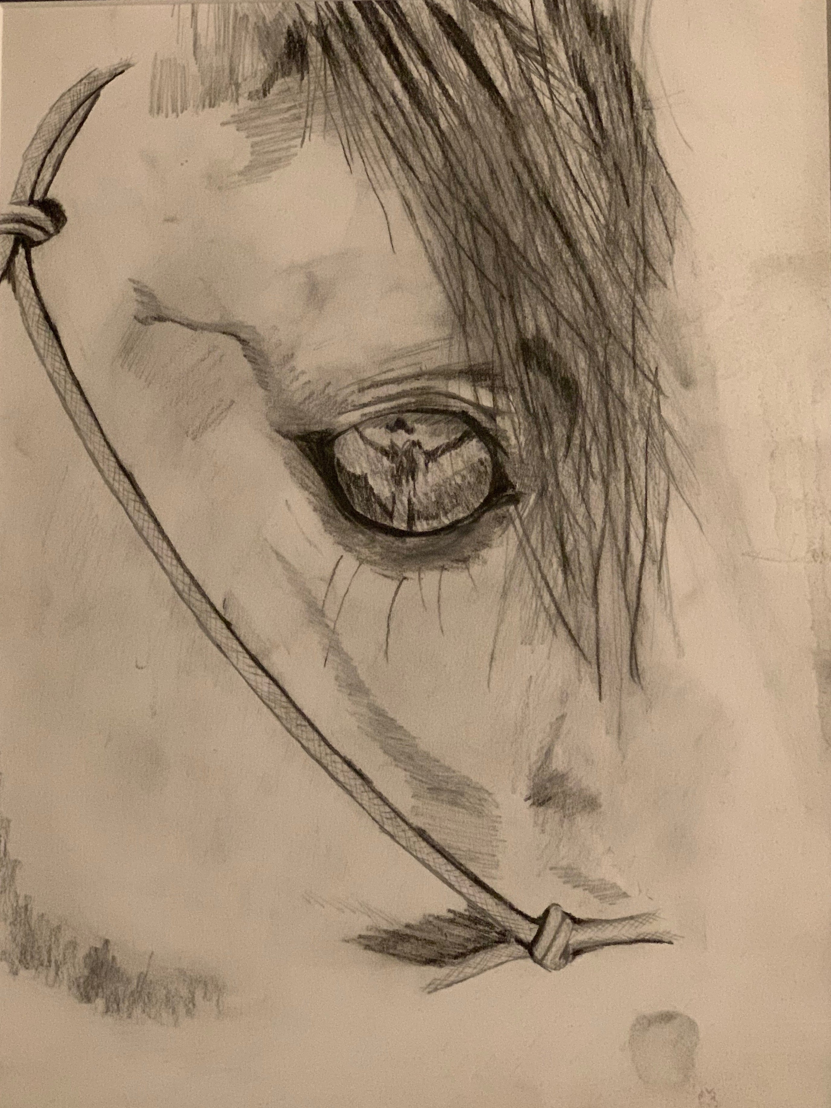 Maddy Lou Designs " In the eye of a Horse" Pencil Drawing